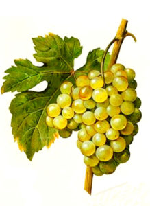 Muscat de Saumur white grape variety from Ampelographie Traite general de Viticulture 1903 with painting by A Kreyder and E.J. Troncy
